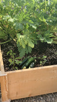 Raised Bed - Ground placement