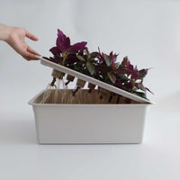 Hydroponics Planting Box - Vegetable growing