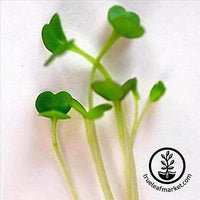 Arugula Seed - Slow Bolt - Heirloom