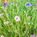 Bachelors Buttons Seeds - Mixed colors - Heirloom