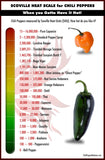 Pepper Seeds - Hot - Cayenne Long Slim