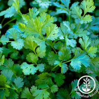 Coriander - Cilantro Slow Bolt - Heirloom