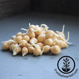 Garbanzo Bean - Organic - Sprouting Seeds