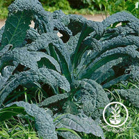 Kale Seeds - Dinosaur - Heirloom