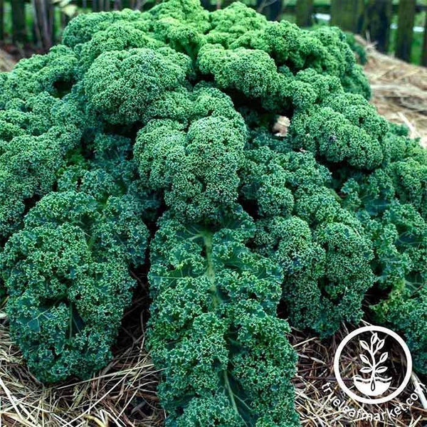 Kale Seeds - Vates Blue Scotch Curled - Organic