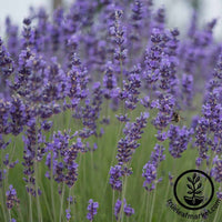 Lavender Seeds - Munstead