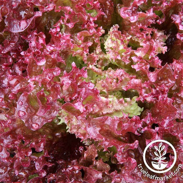 Lettuce Seed - Lollo Rosso- Heirloom