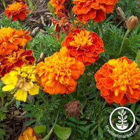 Marigold Seeds - Petite mixture - Heirloom