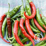 Pepper Seeds - Hot - Cayenne Long Slim