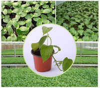 Round germination pot - 10 pieces