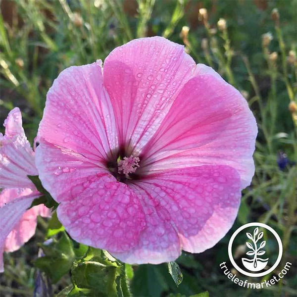 Rose Mallow - Heirloom