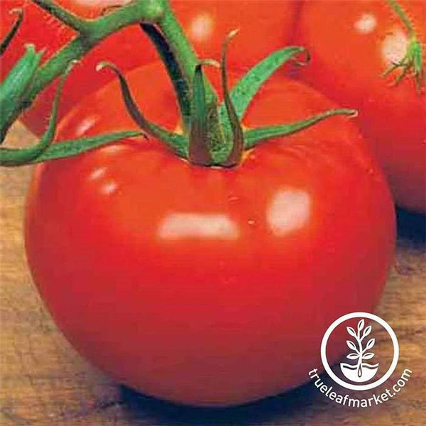 Tomato Seeds - ACE 55 VF