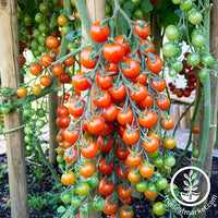 Tomato - Supersweet 100 - Hybrid